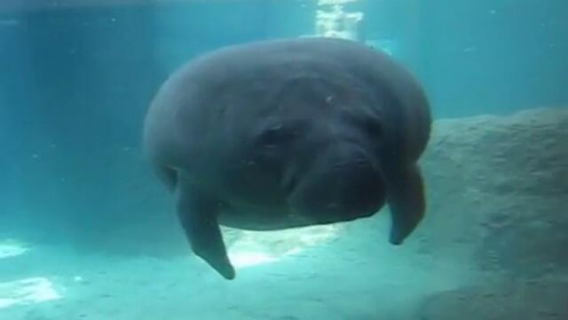 Морска крава се удря в стъкло !