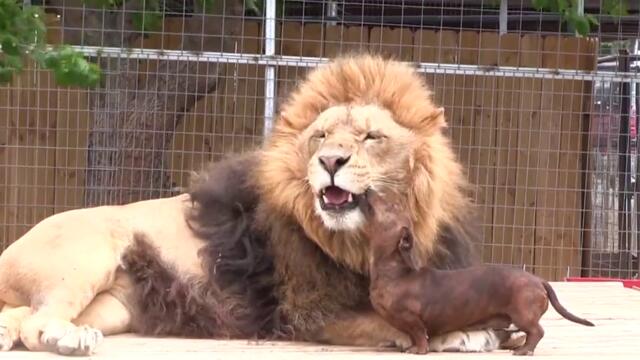 Лъв и дакел си играят