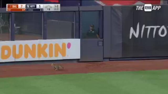 Котка по време на бейсболен мач