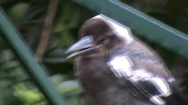 Baby Australian Magpie and Pied Butcherbird