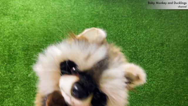 Aram zam zam | Duck song with Funny Dog