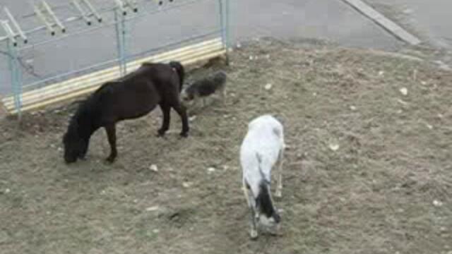 Куче Иска Да Се Запознае С Кон Той Не Иска