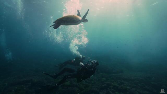 The Solitary Islands Underwater | Destination Coffs Coast