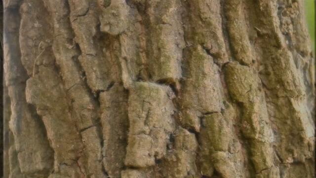 Netsky - Everybody Loves The Sunshine (feat. Chantal Kashala & Daddy Waku)