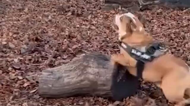 Dog Jumps But Fails to Launch #Shorts