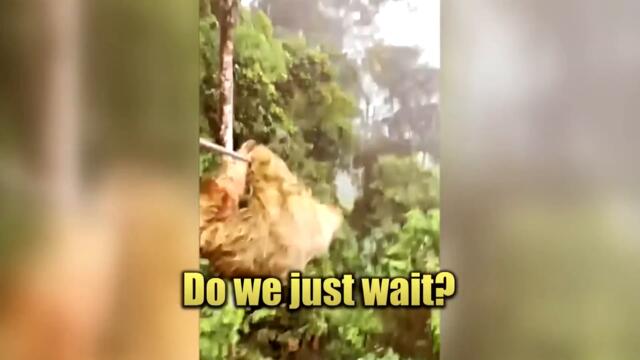 Sloth Stops Zipline Rider in Rainforest