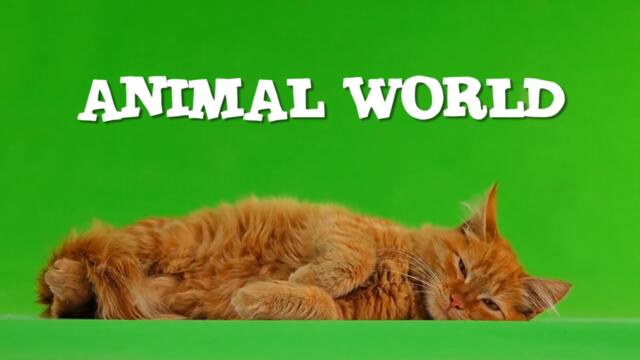 ANIMAL WORLD | СМЕШНЫЕ ВИДЕО С ЖИВОТНЫМИ ИЗ ТИК ТОКА | FUNNY ANIMAL VIDEOS FROM TIK TOK #2 🐾