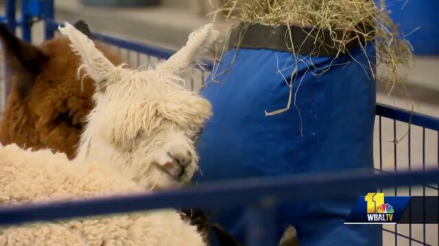 Carroll County Agriculture Center welcomes alpaca show