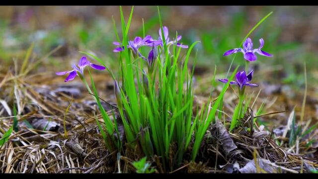 16 Апреля Розовое Полнолуние. Как загадать желание, чтобы оно исполнилось.