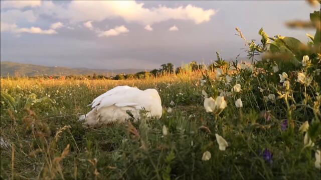 Duck's Spring, Day 40. Having a Grass snack around sunset time.