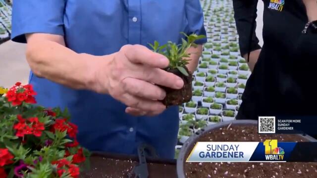 Sunday Gardener: Valley View Farms shows how they make hanging flower baskets