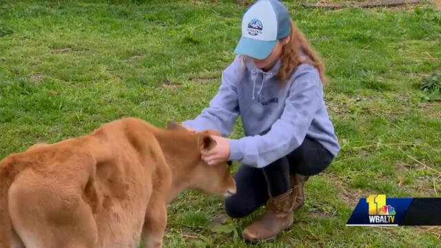Clarksville farm offers cow cuddling to reduce stress