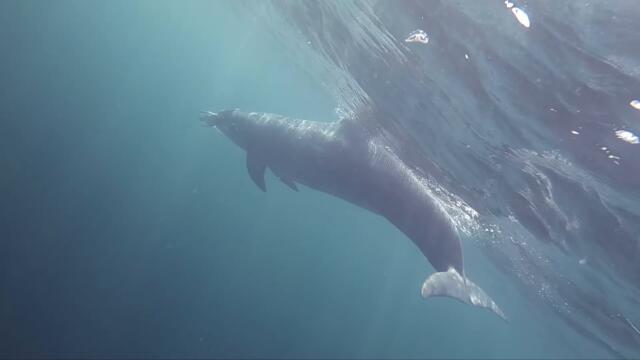 Wild Dolphin does something unbelievable!