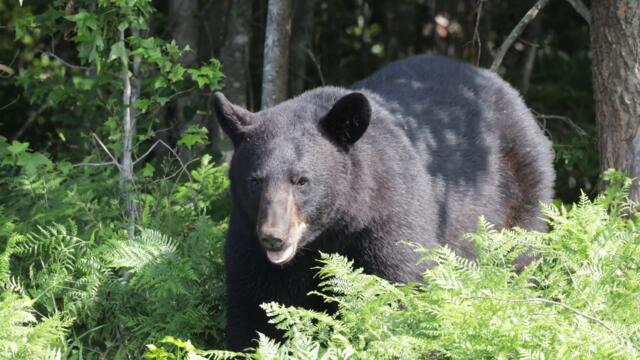 Weekend in the Woods - Relaxing Nature Sounds & Wildlife Footage