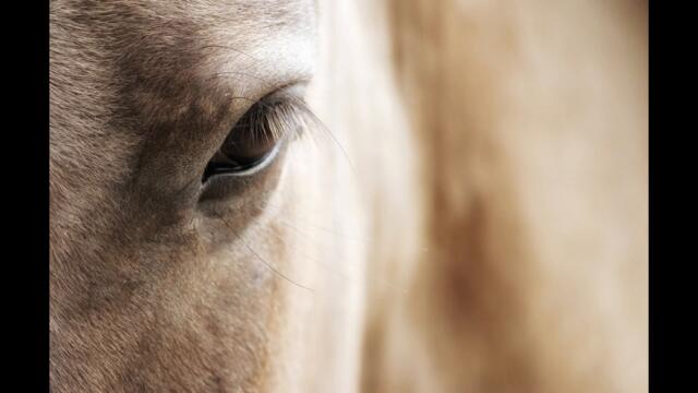 Husugtun - Jaran Tsagaan Aduu (Lyrics)/ Хөсөгтөн - Жаран Цагаан Адуу (үгтэй)