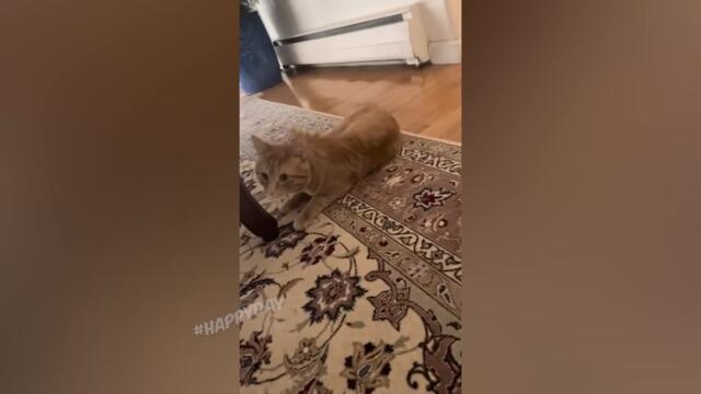 СМЕШНЫЕ КОШКИ 2022 И ДРУГИЕ ЖИВОТНЫЕ/ 10 МИНУТ СМЕХА/СМЕШНЫЕ ЖИВОТНЫЕ 2022/ЛУЧШИЕ ПРИКОЛЫ С КОТАМИ