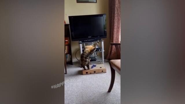 СМЕШНЫЕ КОШКИ 2022 И ДРУГИЕ ЖИВОТНЫЕ/ 10 МИНУТ СМЕХА/СМЕШНЫЕ ЖИВОТНЫЕ 2022/ЛУЧШИЕ ПРИКОЛЫ С КОТАМИ