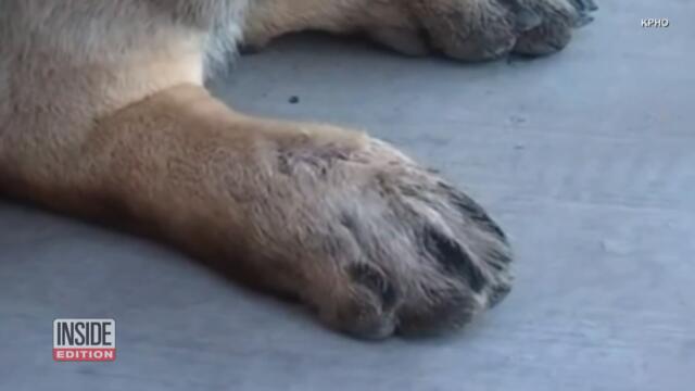 Police Dog Doing Drug-Sniffing Drills Bitten by Rattlesnake
