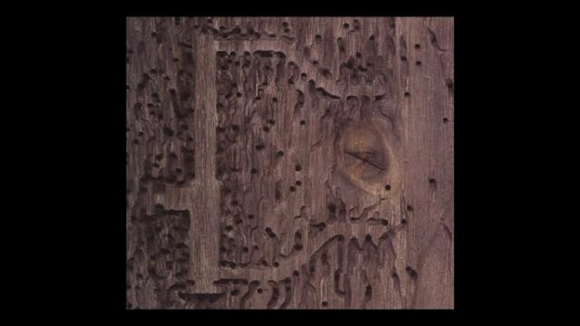 Dj Signify - Fly Away