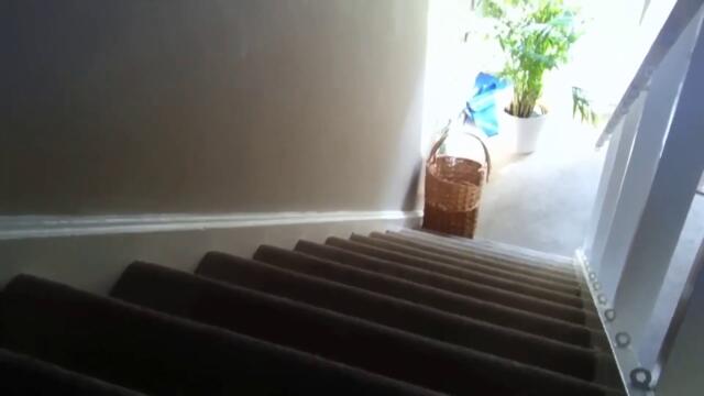 Encounter the good, bad and funny animals