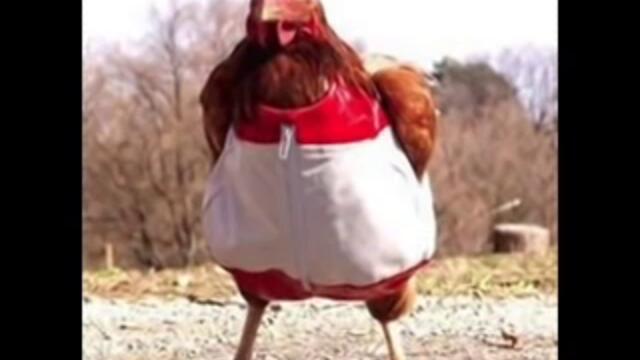 Орк. Де Лукс - Кабадан Кючек Кокошката Кючек