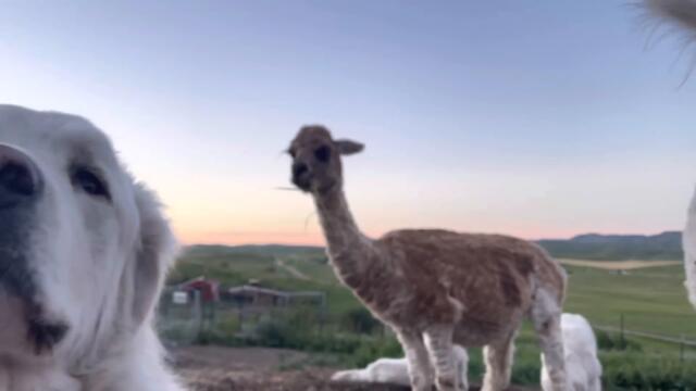 Campout/Bonding Time With My Alpaca Herd and 7 Livestock Guardian Dogs