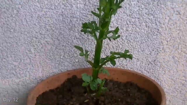 Time Lapse Of A Pompon Dahlia Plant Growing