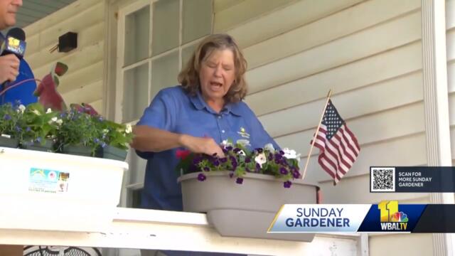 Sunday Gardener: Red, white, and blue plants to celebrate the Holiday