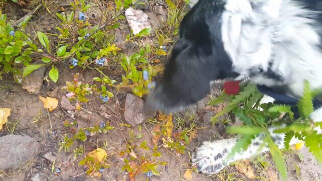 Hound Dog Jack Eating Blueberries! Nature's Buffet! ♥