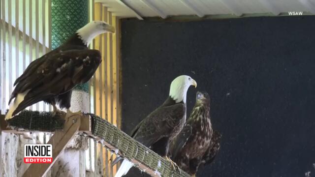 This Rehab Oasis Cares For Hundreds of Injured Raptors