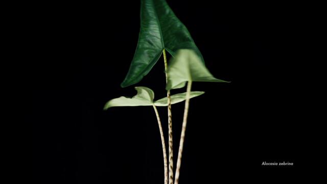 The Death of Pop - Gardens