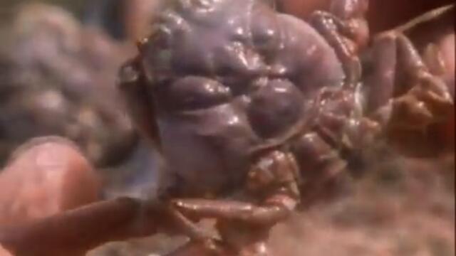 Carl Sagan on Japanese Samurai Crabs