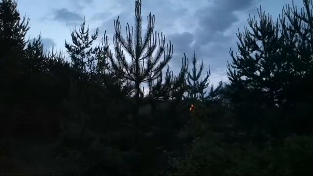 Early Morning Spring: Forest Sounds 🌳🌳🌳 Birds Singing!