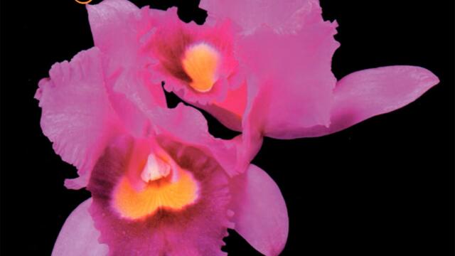 In Mist She Was Standing