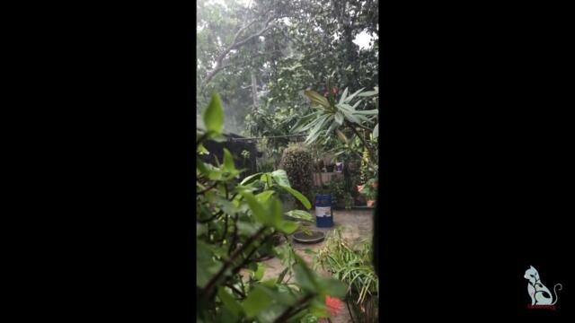 A rainy day in my garden - Rainy Garden Tour GardenArcX EP-71