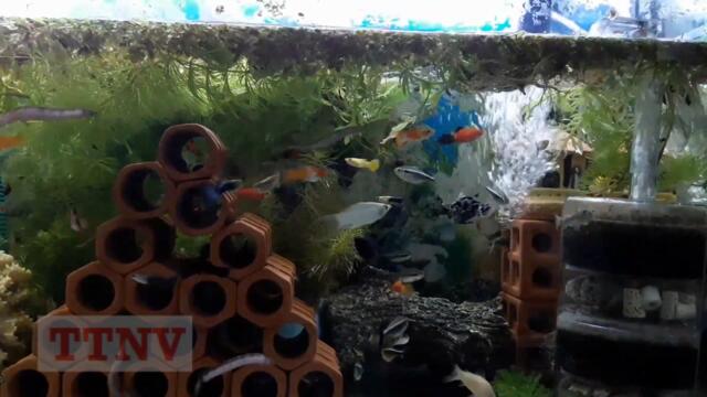 Ngắm Cá Chạch Culi bơi như rồng bay rắn múa (VietSub)