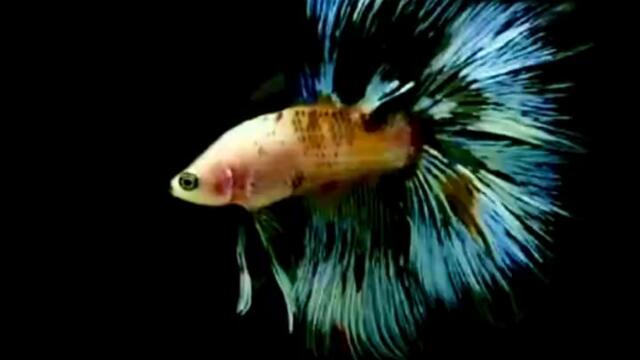 Сладката рибка на д-р Васко Мутафчиев / Collection by Vasko Mutafchiev2 pinterest Албум Animals