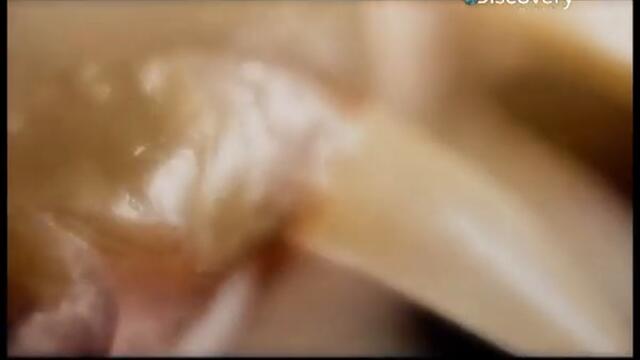 Речни Чудовища Дяволска Риба Част 2 Бг Аудио