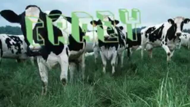 Crazy Cow Therapist