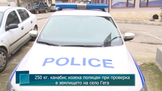 250 кг. канабис иззеха полицаи при проверка в землището на село Гега