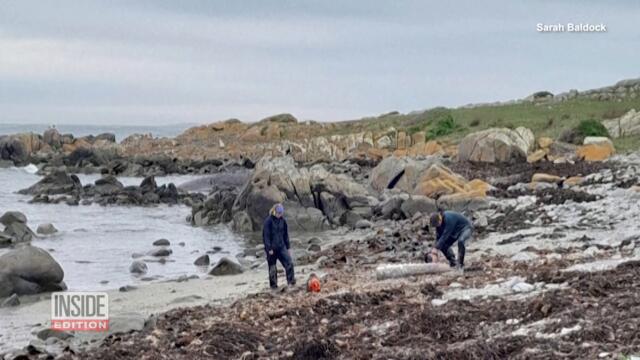 Mystery as 14 Whales Found Dead Washed Up on Beach