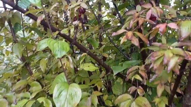 МАРМЕЛАД з КИЗИЛУ#кизил#джемизкизила#джемзкизила#консервація#консервация#рецепти#рецепты#иизкизила