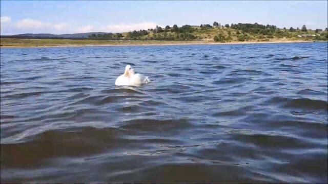 Duck's Summer Adventures