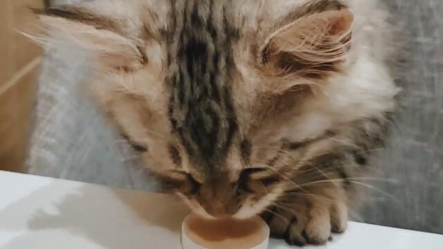 Няма-няма | Yum yum | Nafantik 🐾