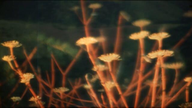 Ales Lace - Verda Obscura (Official Video)