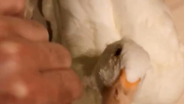 Duck tries Orange for the first time!