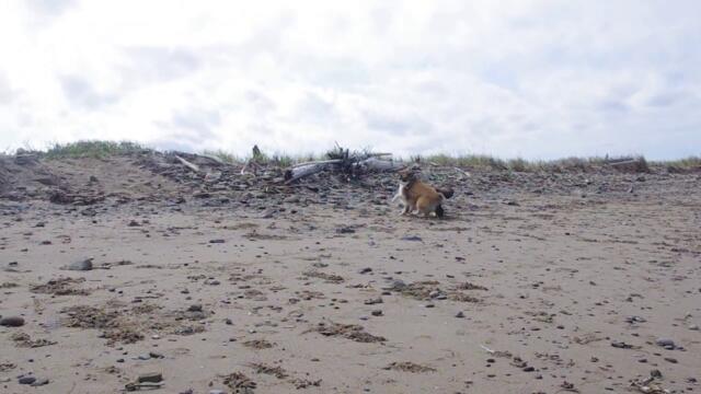 Shelties Battle for the Best Stick on the Lighthouse Beach