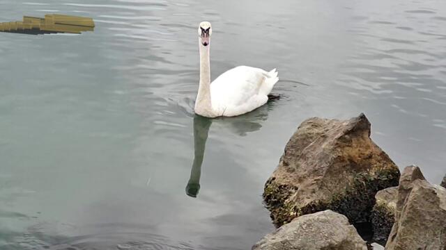 Έλλη Κοκκίνου - Χαρταετός - хвърчило