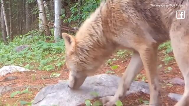 Rare Colored Wolf Caught on Camera