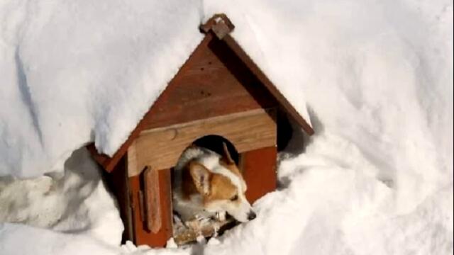 Шаро и първия сняг - Детска коледна песничка на български език
